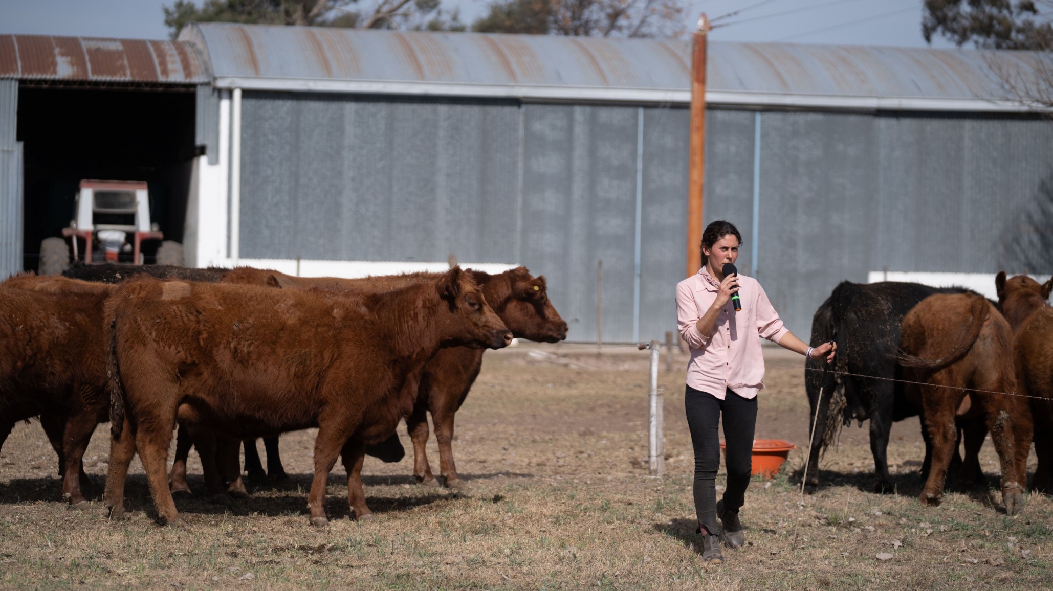 Un rodeo eficiente y sustentable en un campo agricola
