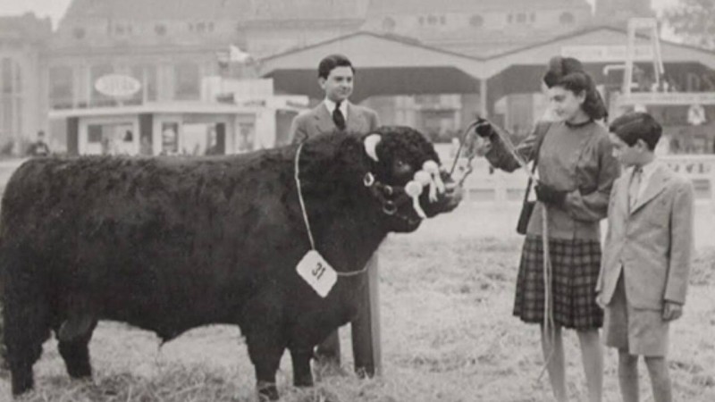 Tarquino, Firpo, Torino, Ciruelo, Pampero y Cleto