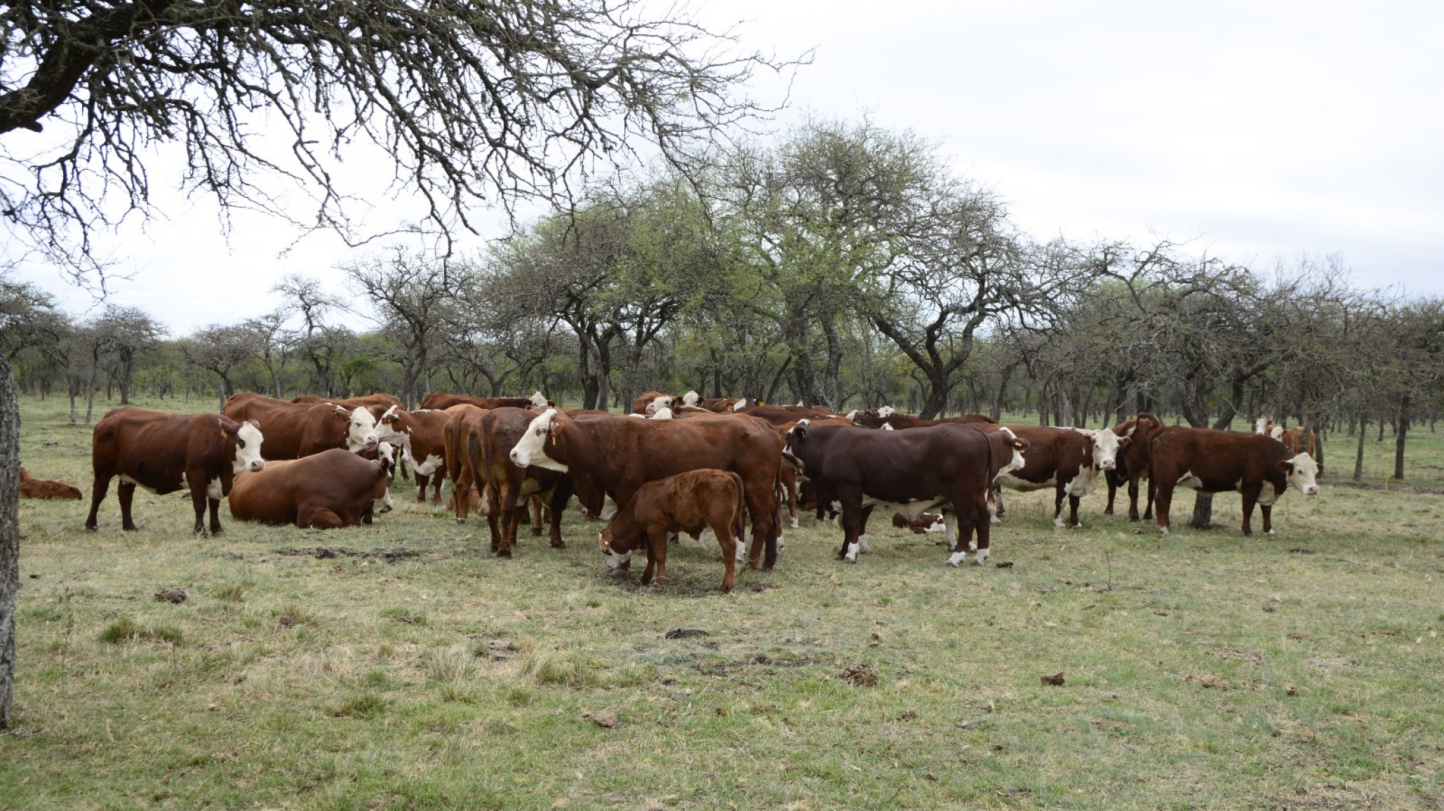 Carnes con mayor valor nutricional