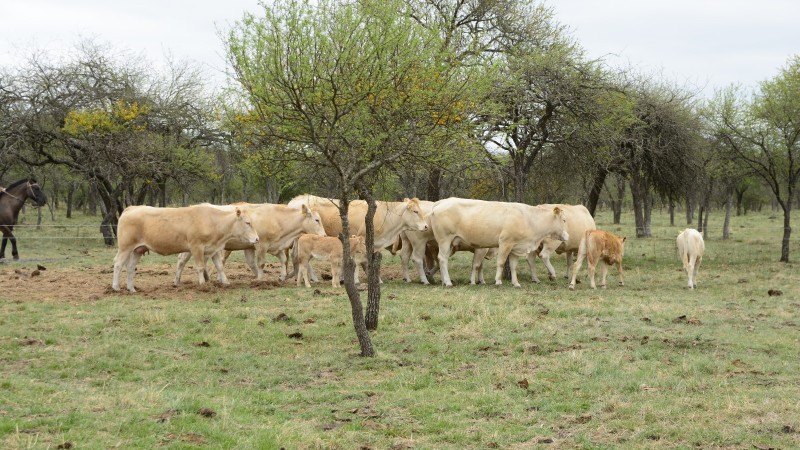 Alto rinde en carne con ‘rubias de Francia'