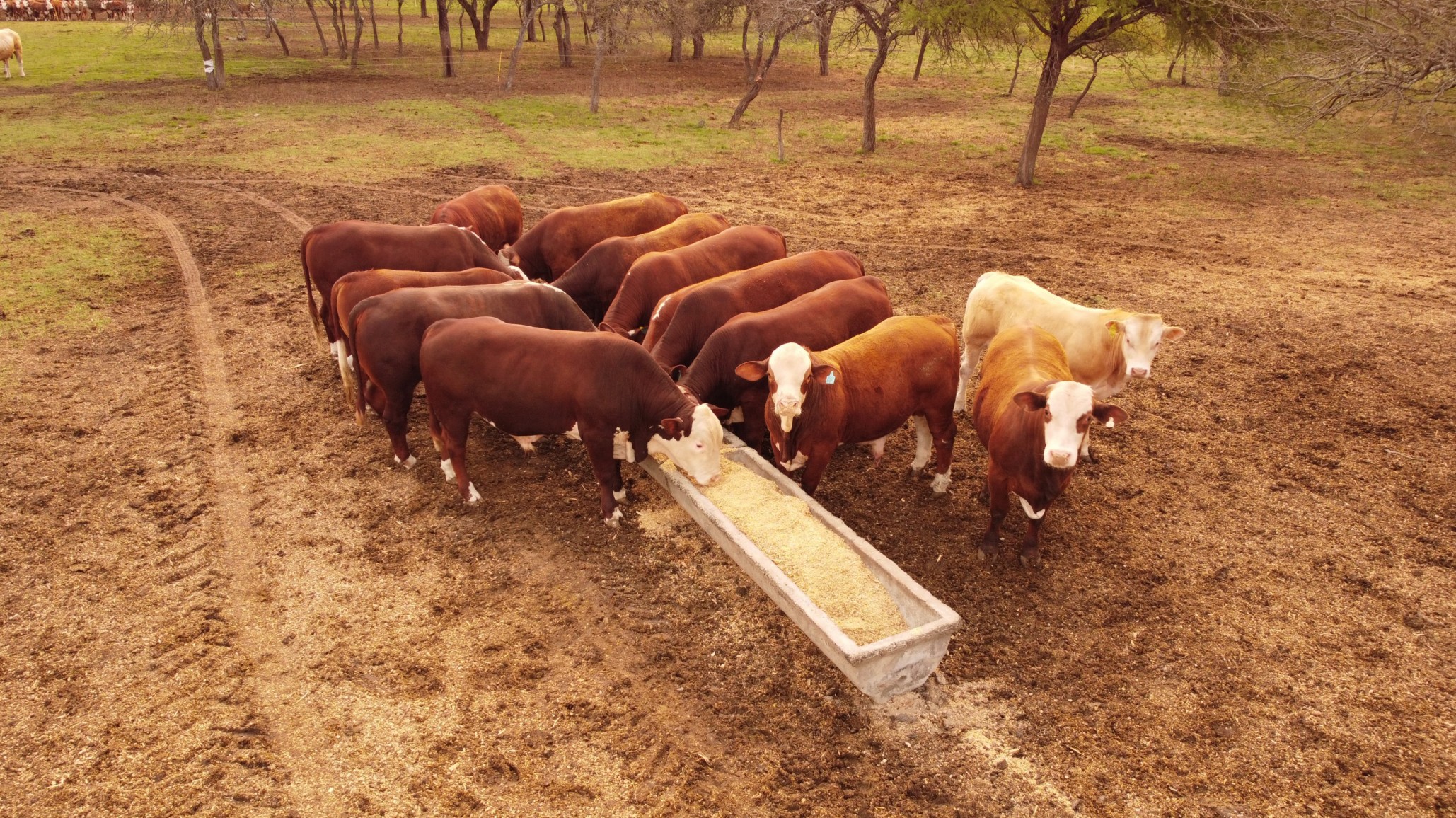 Feedlot ecológico y bienestar animal