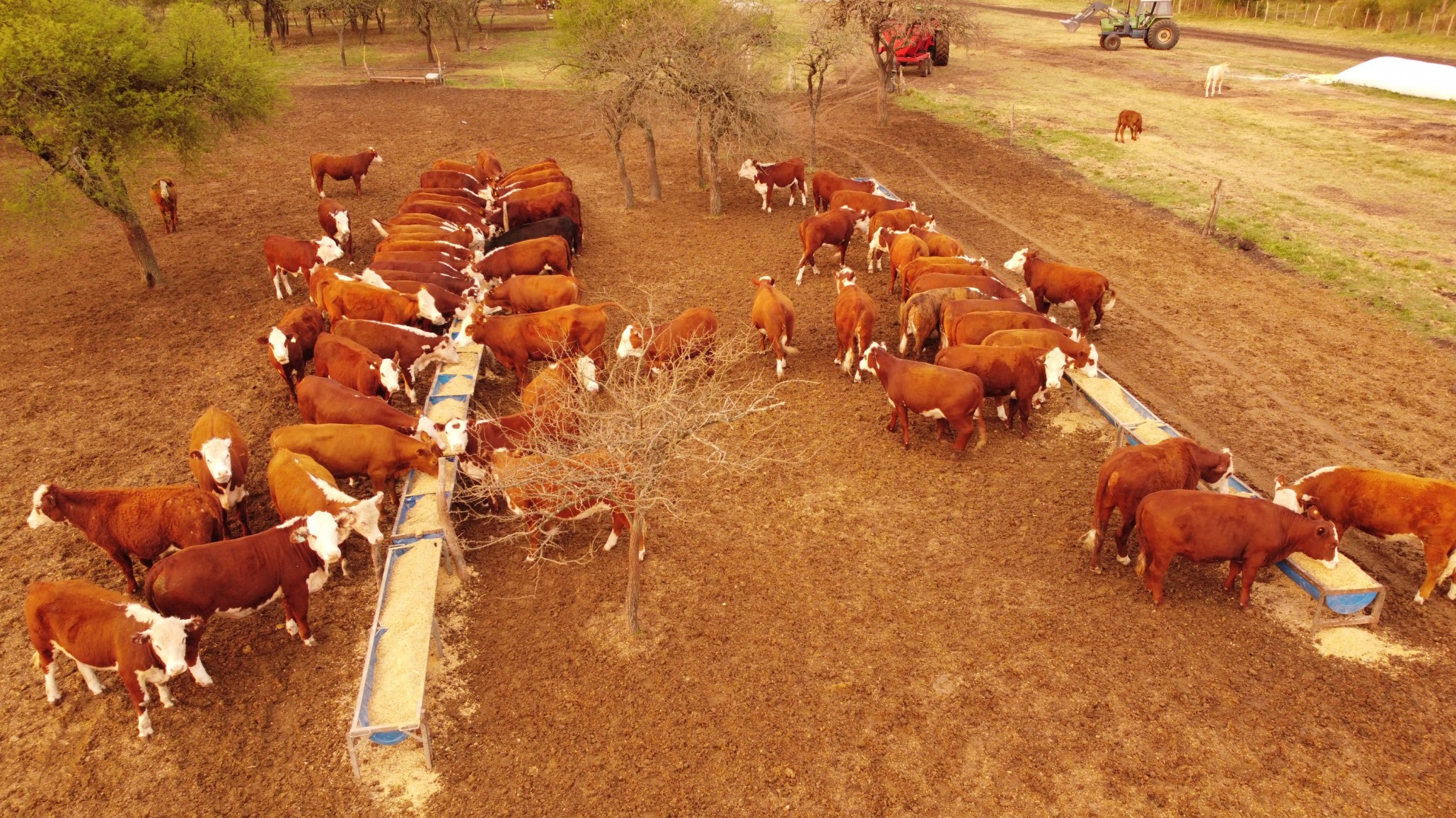 Reducen hasta 35 % el consumo de alimento por kilo ganado