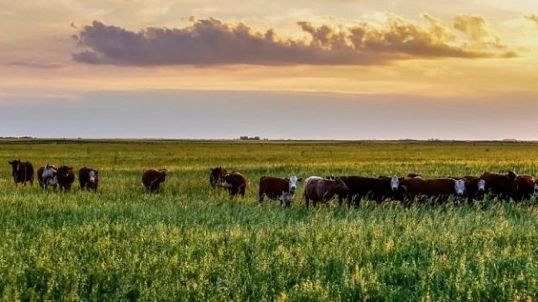 Rankings forrajeros inéditos para optimizar la ganadería argentina