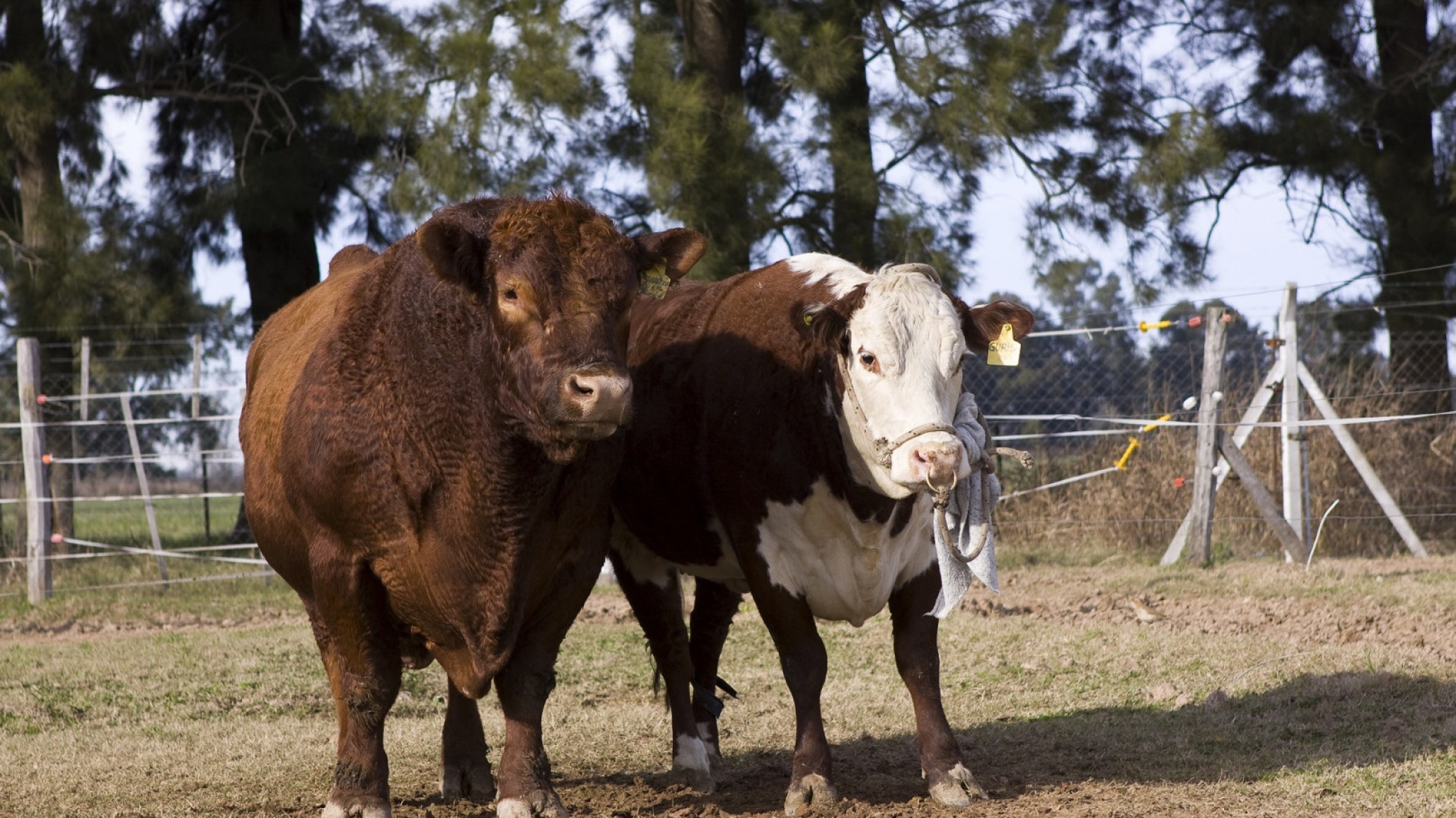Proyectos de tratamiento contra la tricomoniasis