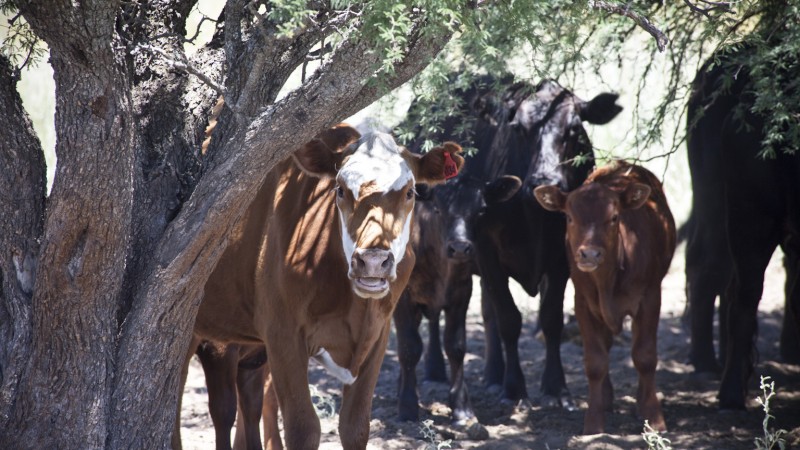 Cómo pasar el verano