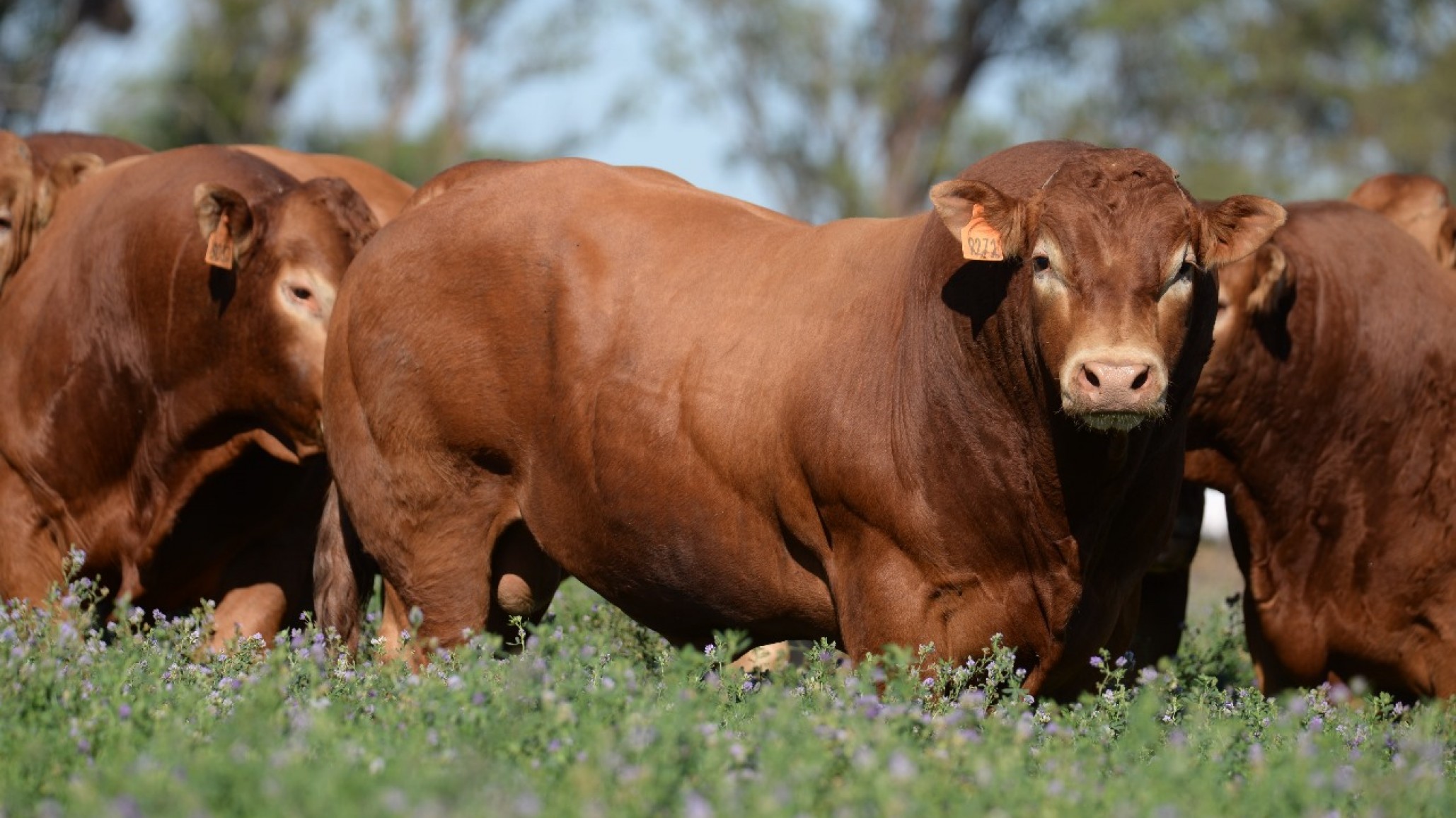 Raza Limousin: balance de un año positivo