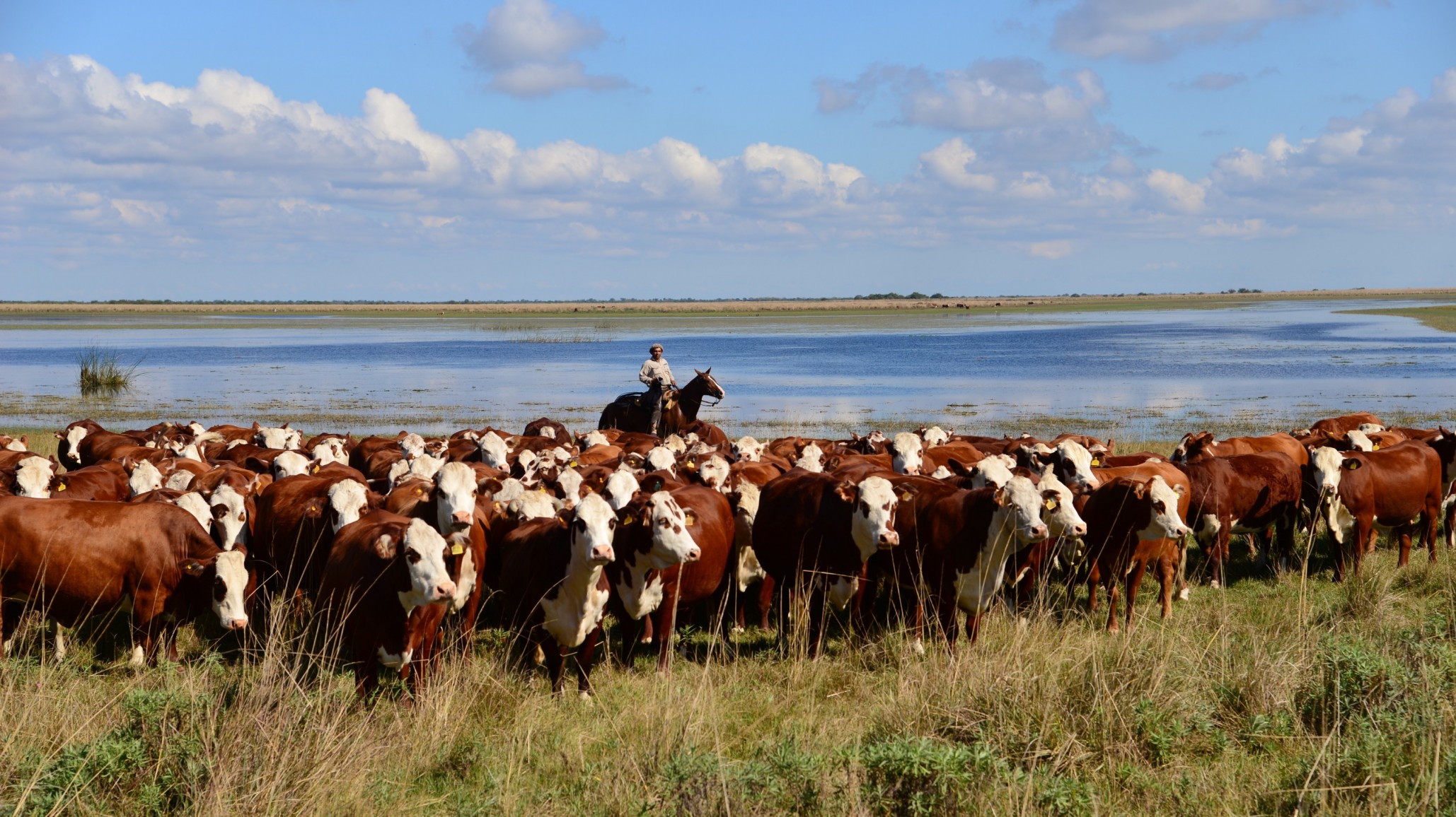 40 años de desarrollo y mejora genética