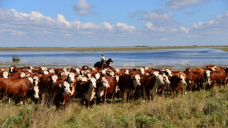 Argentina: oportunidad histórica en el mercado de carnes