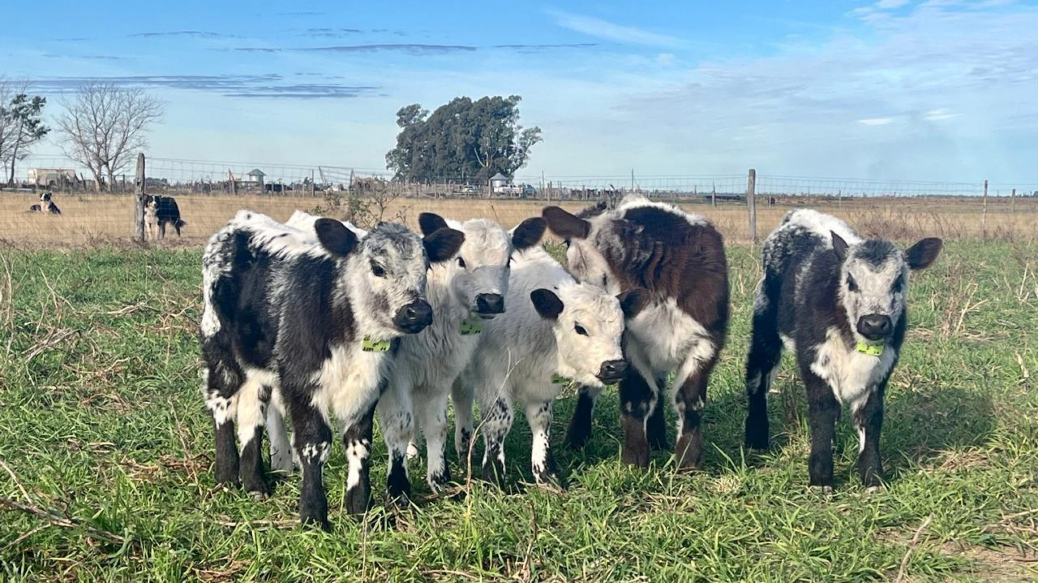Llega a Argentina una nueva raza ganadera