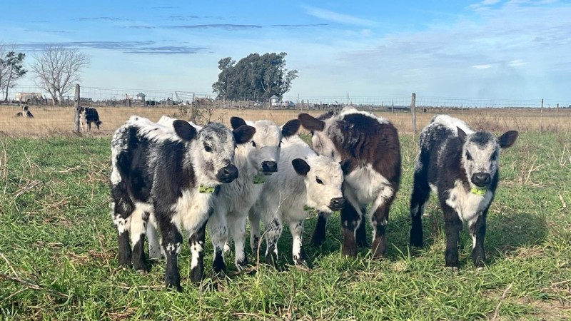 Llega a Argentina una nueva raza ganadera