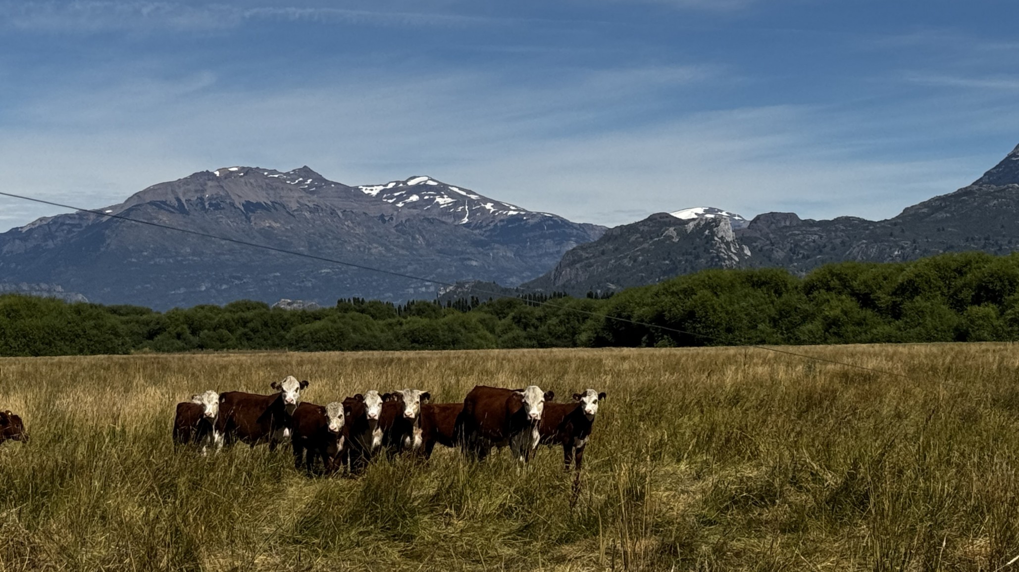 Recría en el Valle de Trevelín