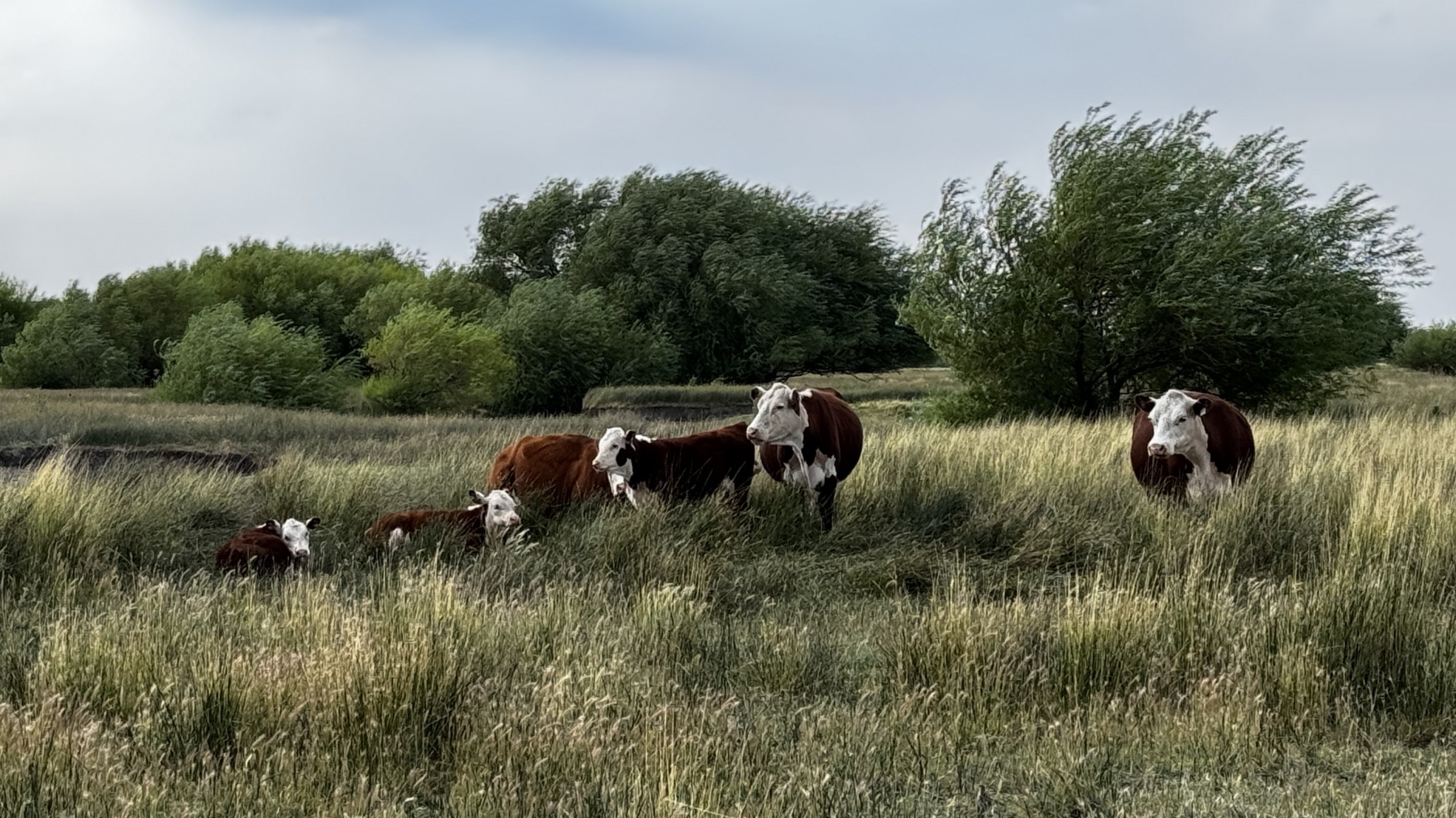 Cómo producir carne en la estepa patagónica