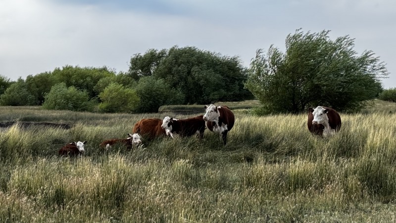 Cómo producir carne en la estepa patagónica