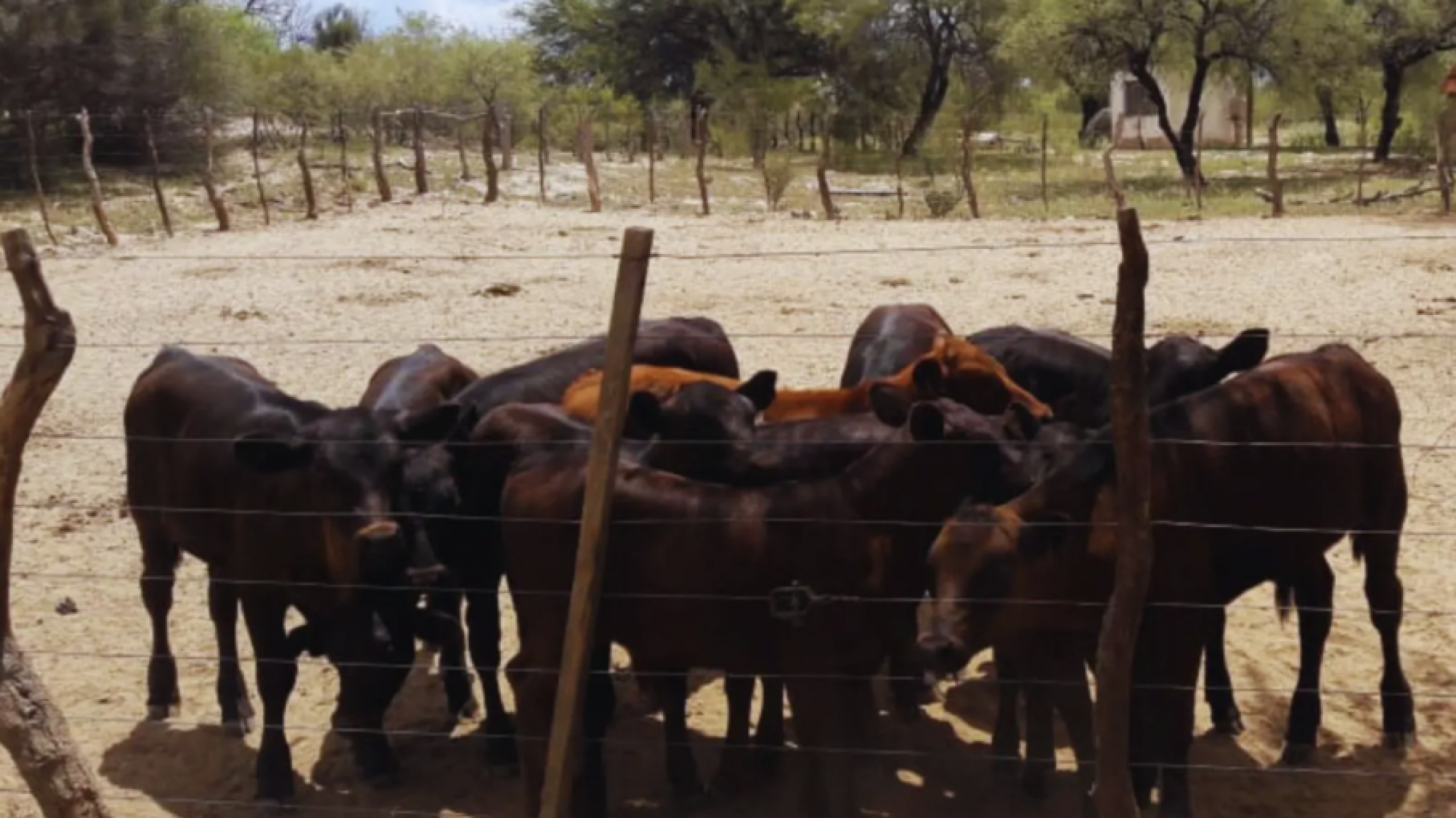 Exitosa experiencia en los llanos riojanos