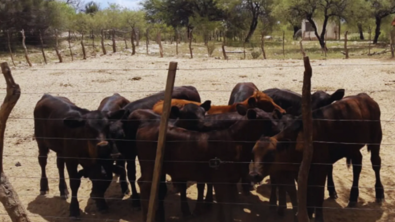 Exitosa experiencia en los llanos riojanos