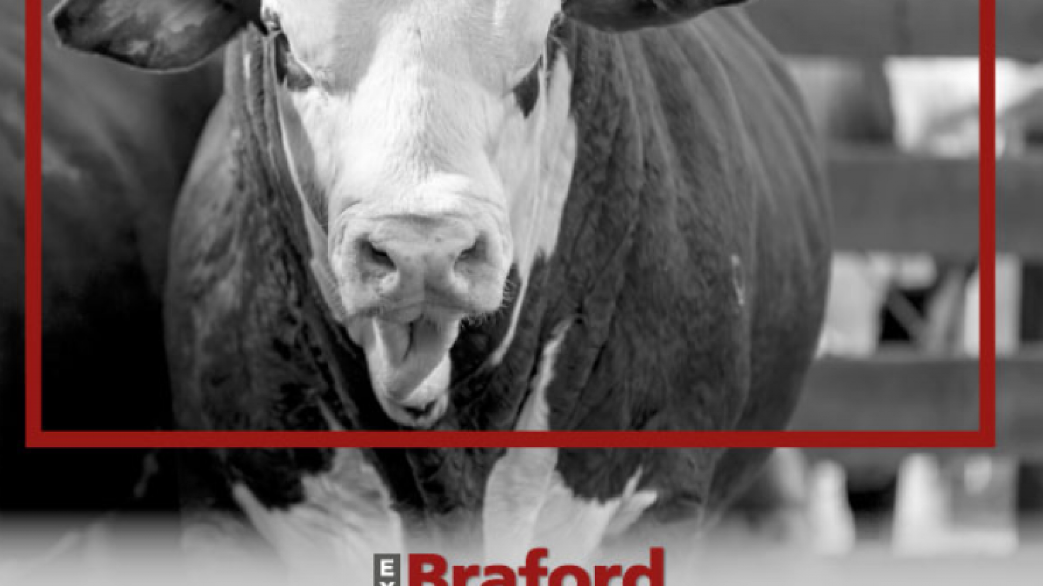 Braford Avanza en su debut en Expoagro