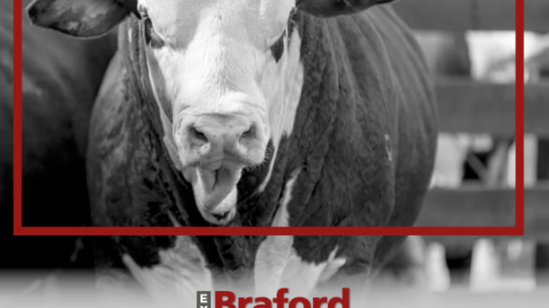 Braford Avanza en su debut en Expoagro