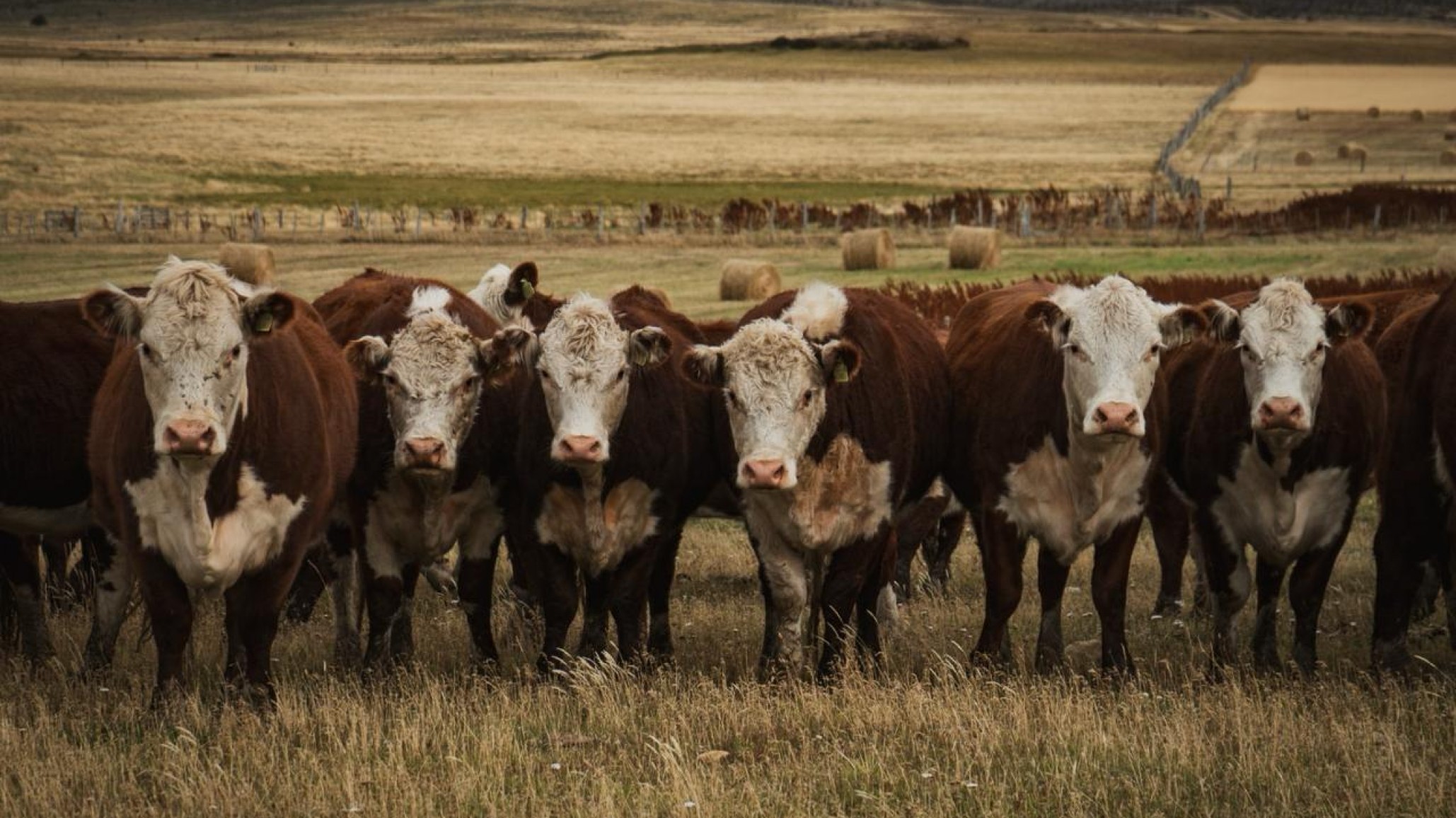 Para FADA, agosto dejó una mejora en la producción bovina.