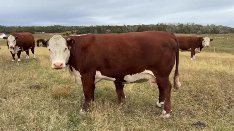 Cómo criar terneros en el extremo sur