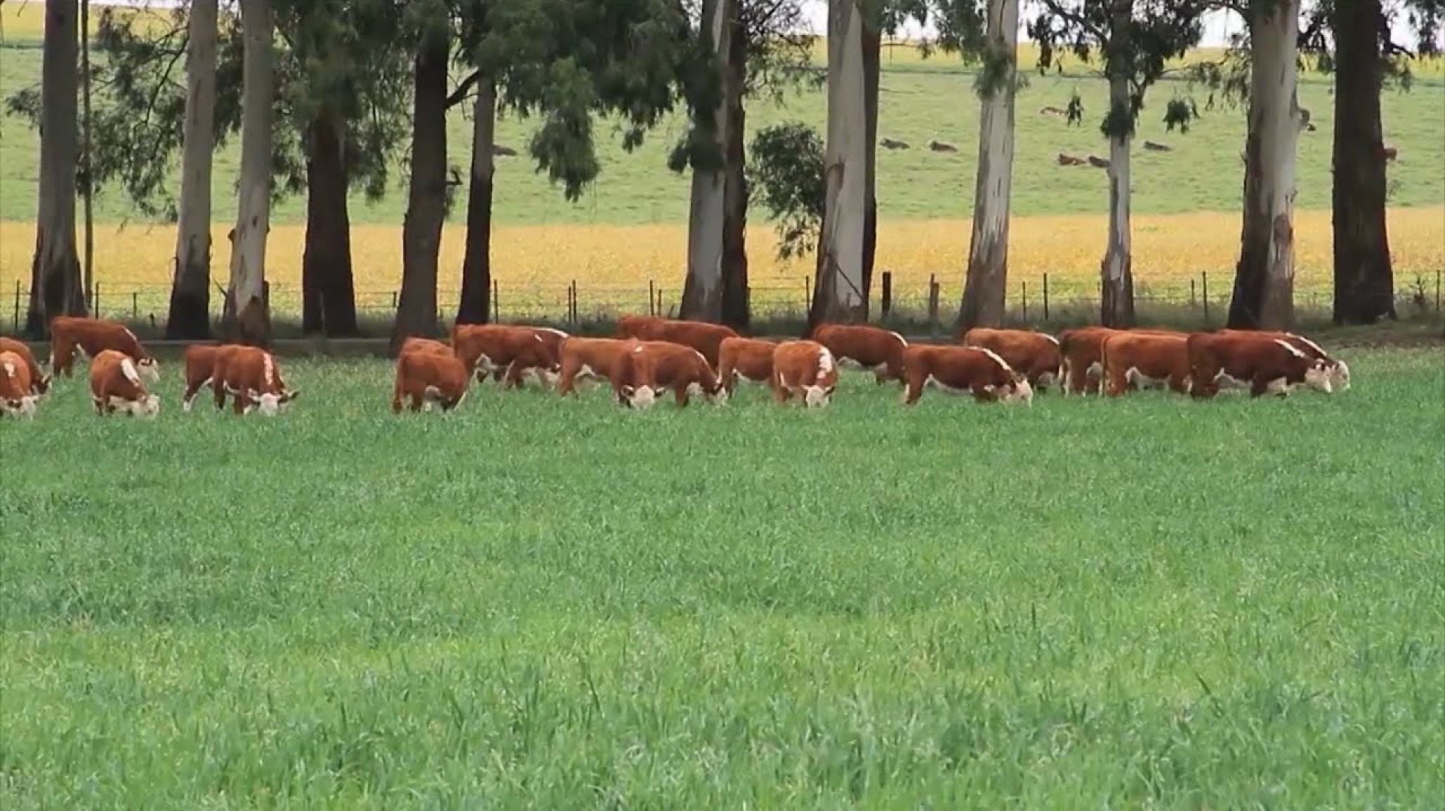 Pasto cambá: una alternativa en el Litoral