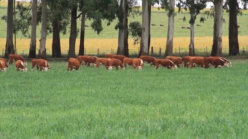 Pasto cambá: una alternativa en el Litoral