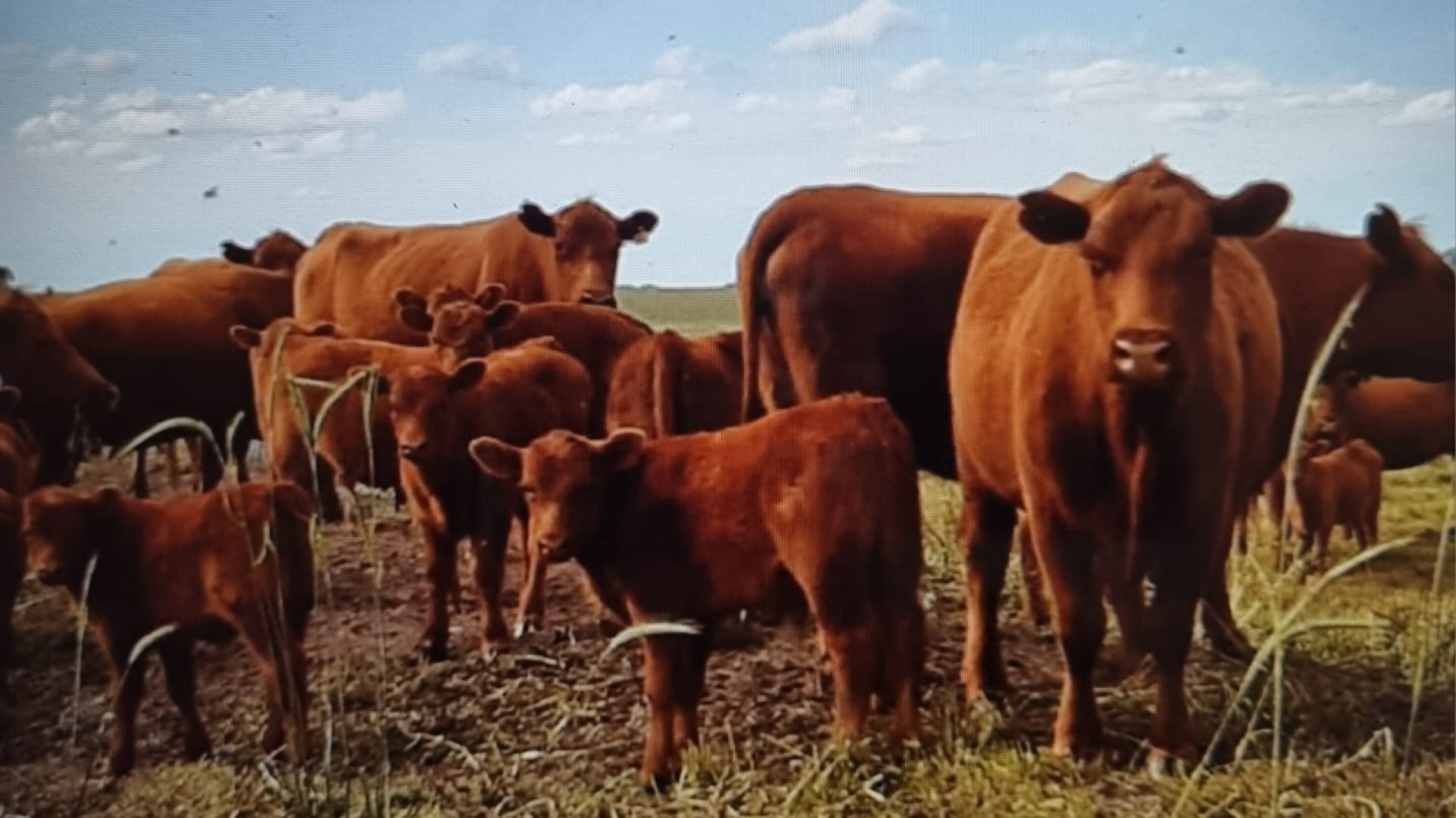 La Sociedad Rural Argentina con miras a la ganadería 2026