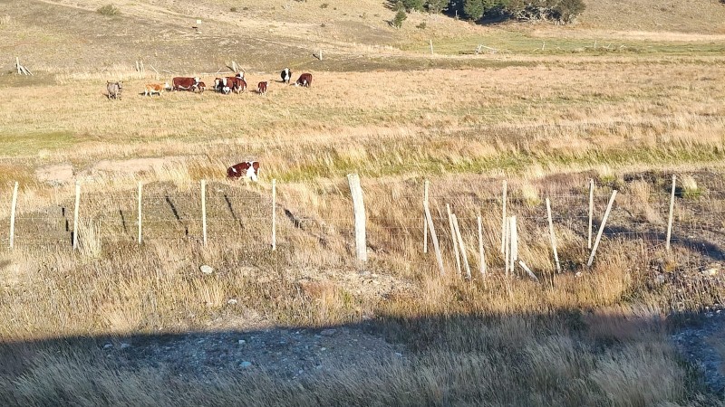 Cría de ganado entre bosques y pasturas fueguinas