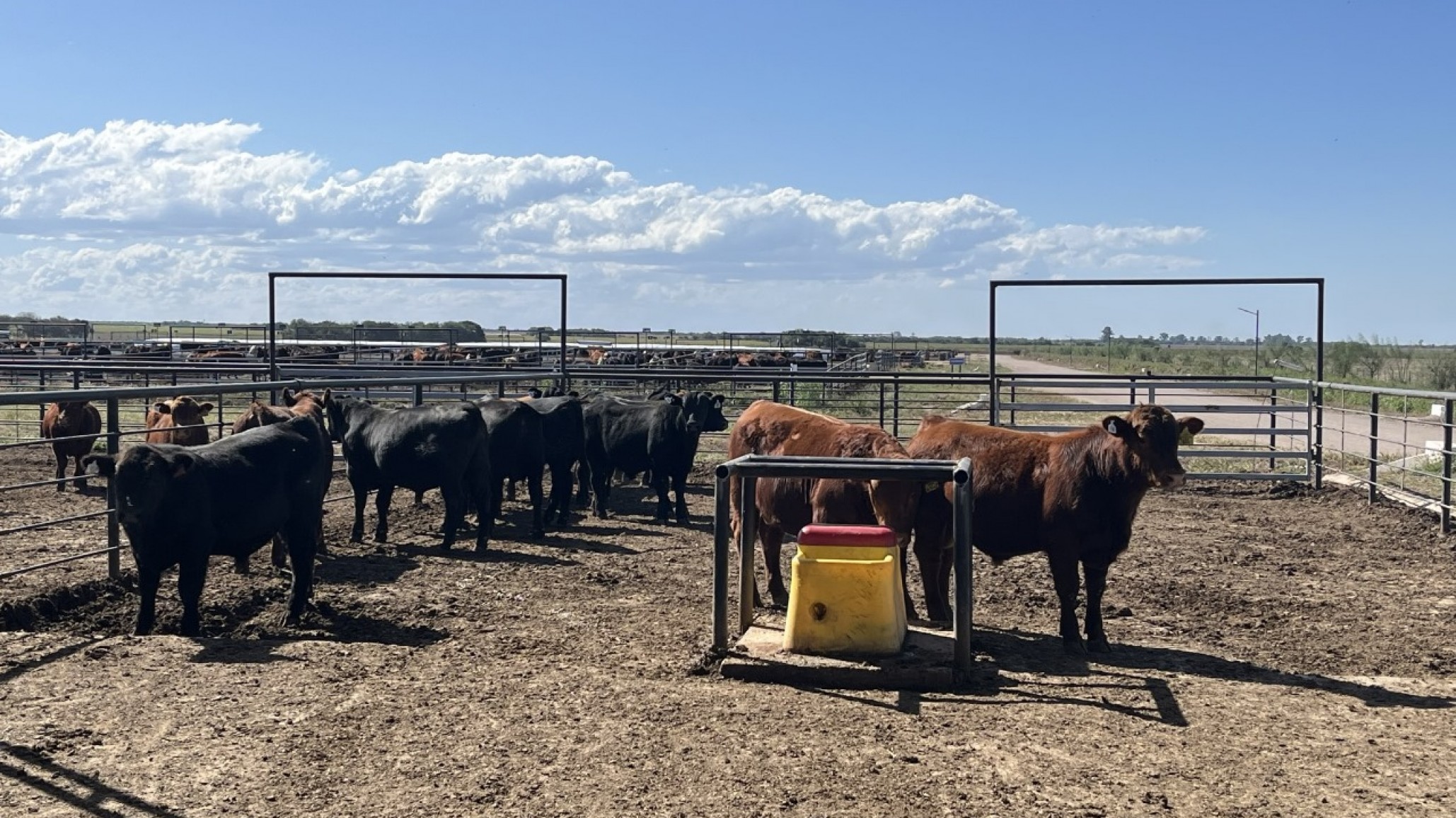 Angus comenzó la 12ª Prueba de Eficiencia de Conversión