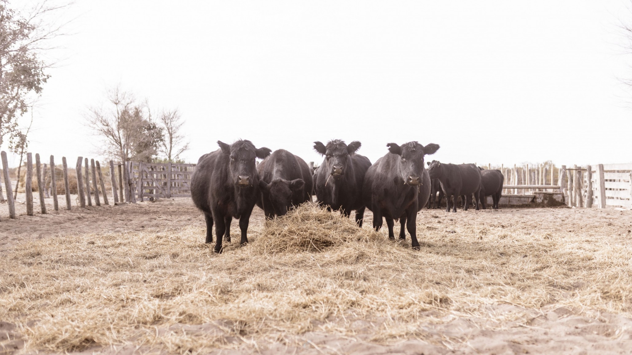 Qué momentos críticos se presentan en la cría