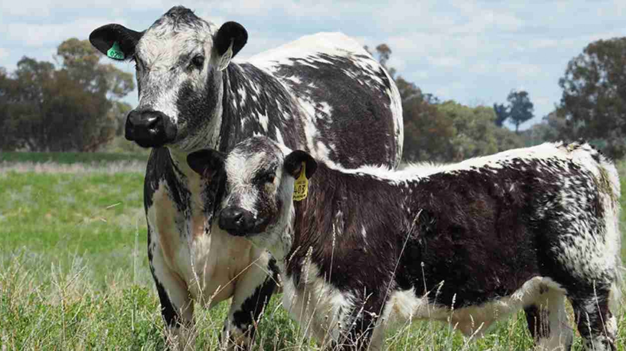 Nuevas razas pisarán la Pista Central