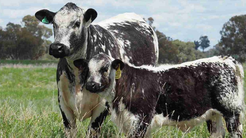 Nuevas razas pisarán la Pista Central