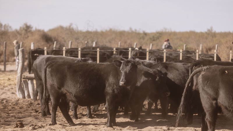 Nutrición intensiva en la cría