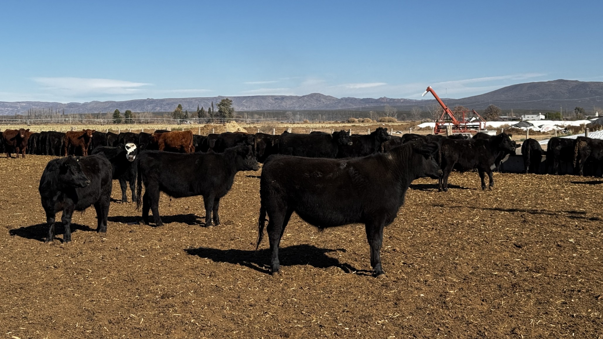 Ganadería bajo riego