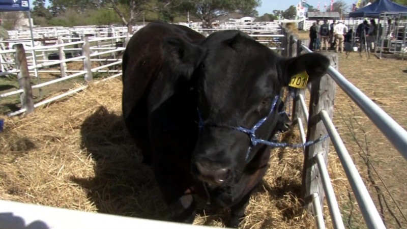 Angus va con agenda recargada