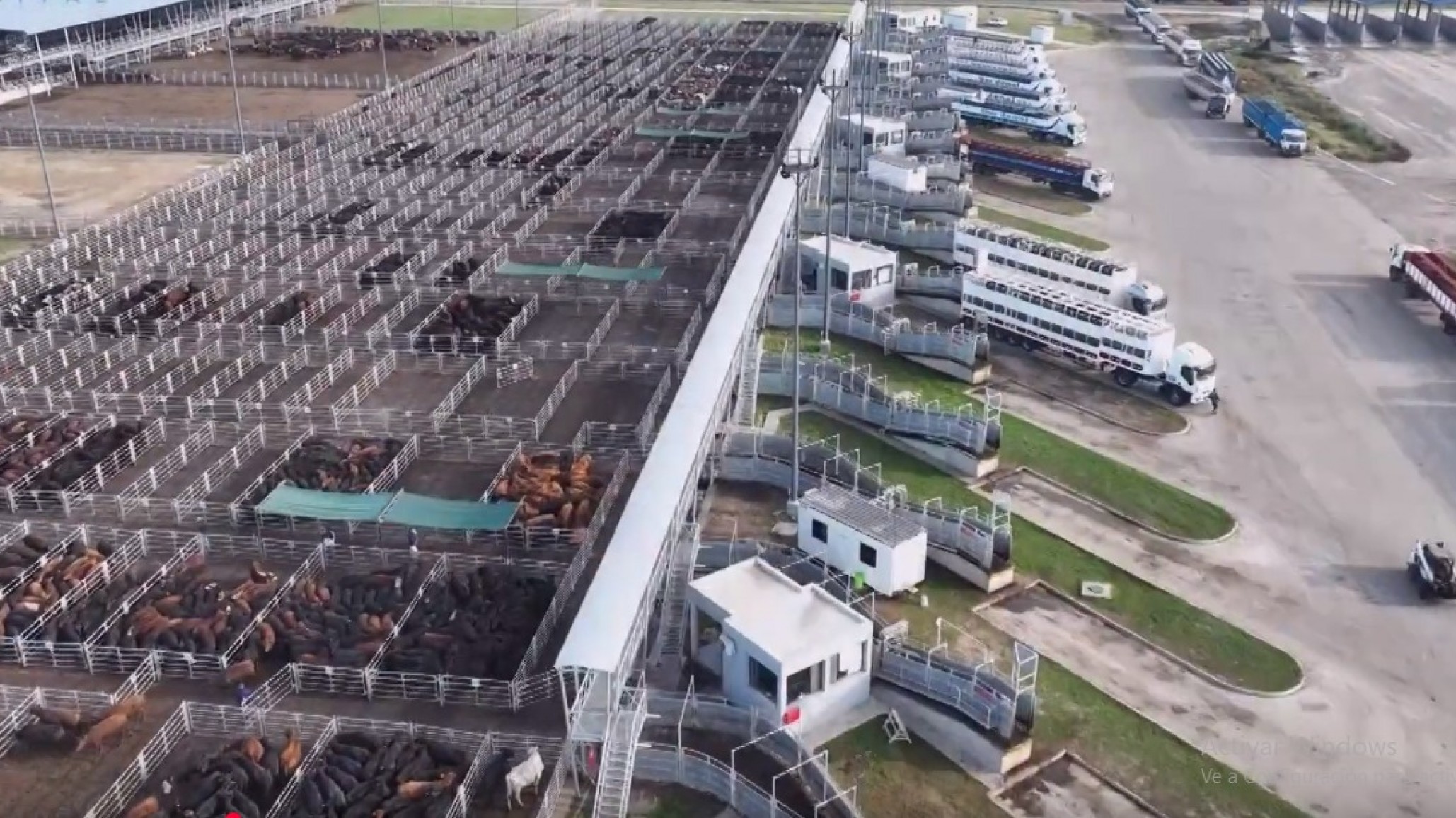 Nuevo protocolo para gestionar el riesgo del rodeo