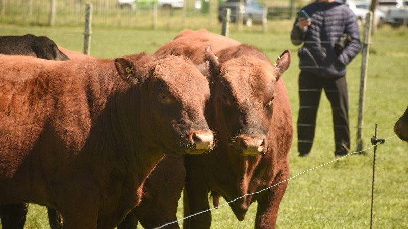 Víctor Tonelli: "La ganadería argentina entra en una nueva era"