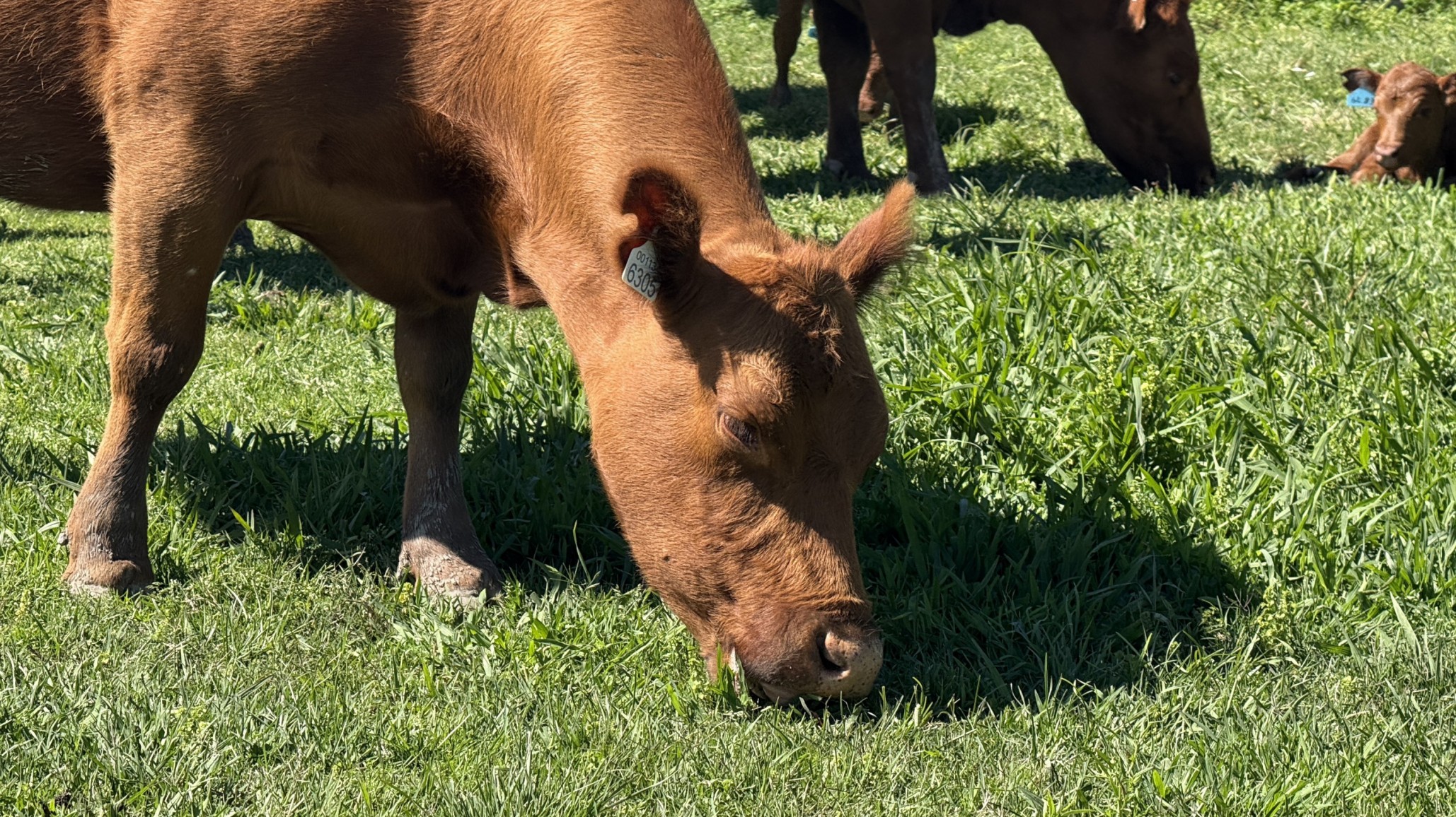 Para qué sirve la trazabilidad electrónica