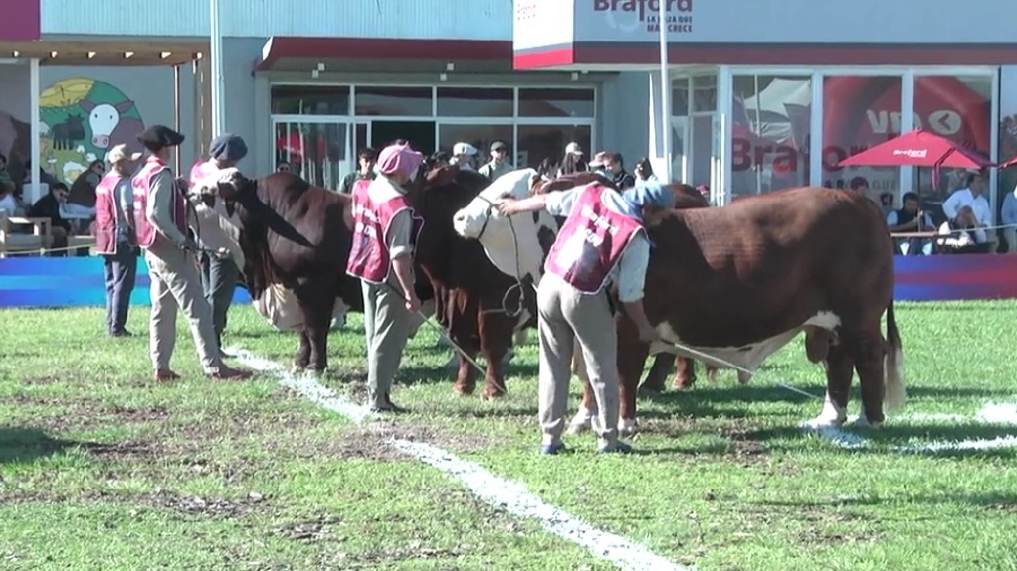 La Braford pisó fuerte en su Expo Primavera