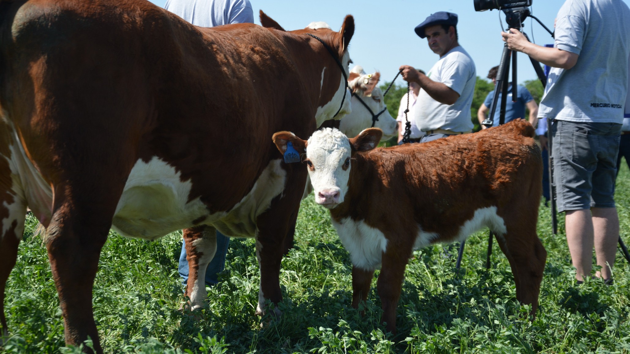 Nuevas tecnologías para la ganadería Mesopotámica