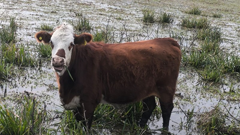 Garrapata: cómo evitar pérdidas millonarias