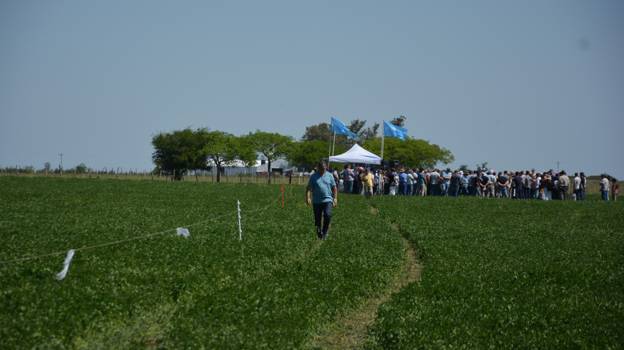 El trébol como alternativa forrajera en el litoral