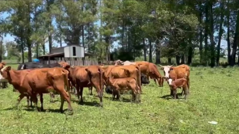 El Limangus avanza en el norte