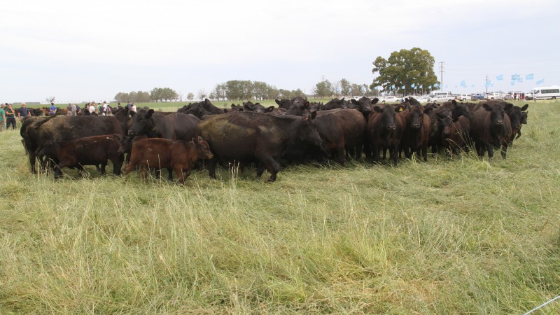 Pasturas estratégicas para el sur bonaerense