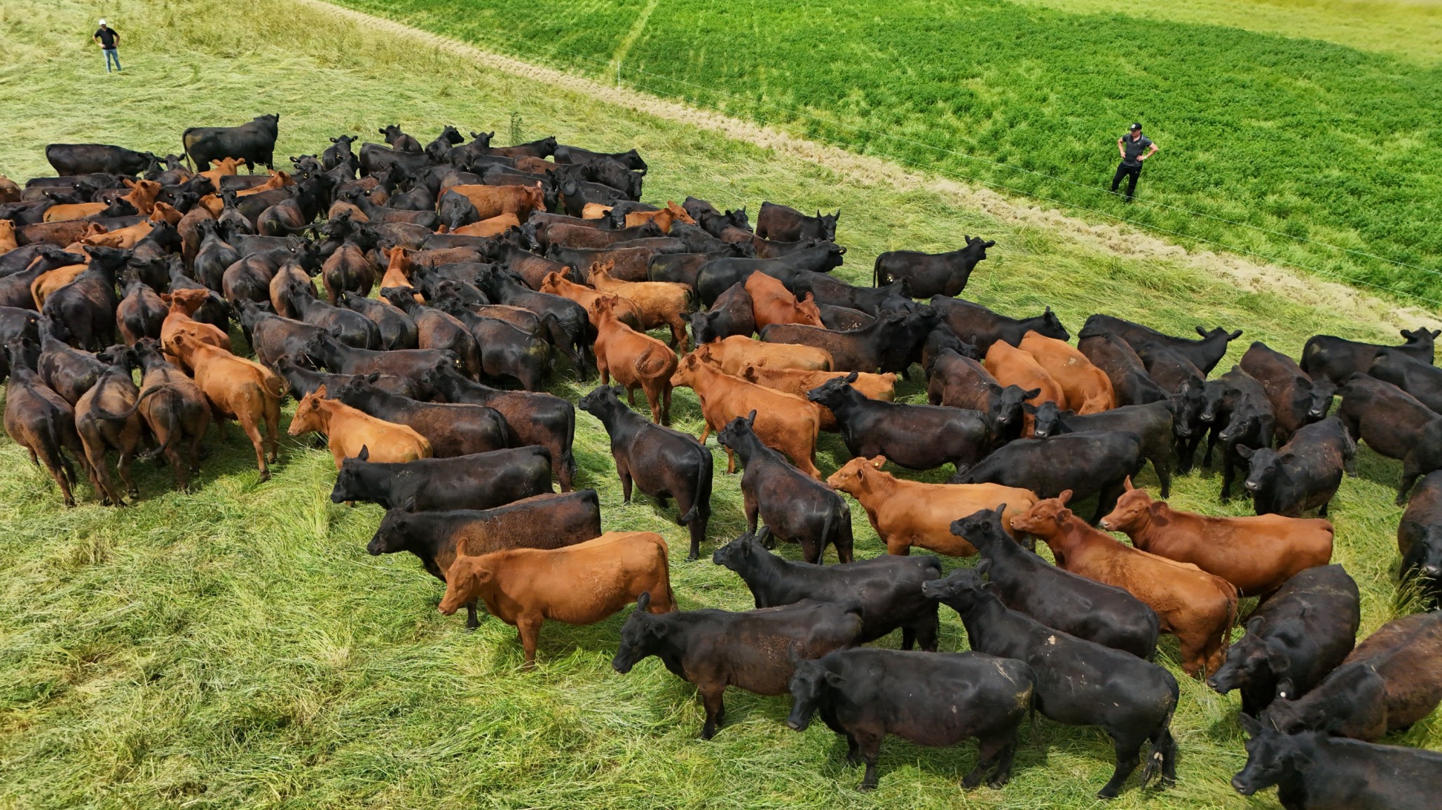 GanaderIA: pesar con drones