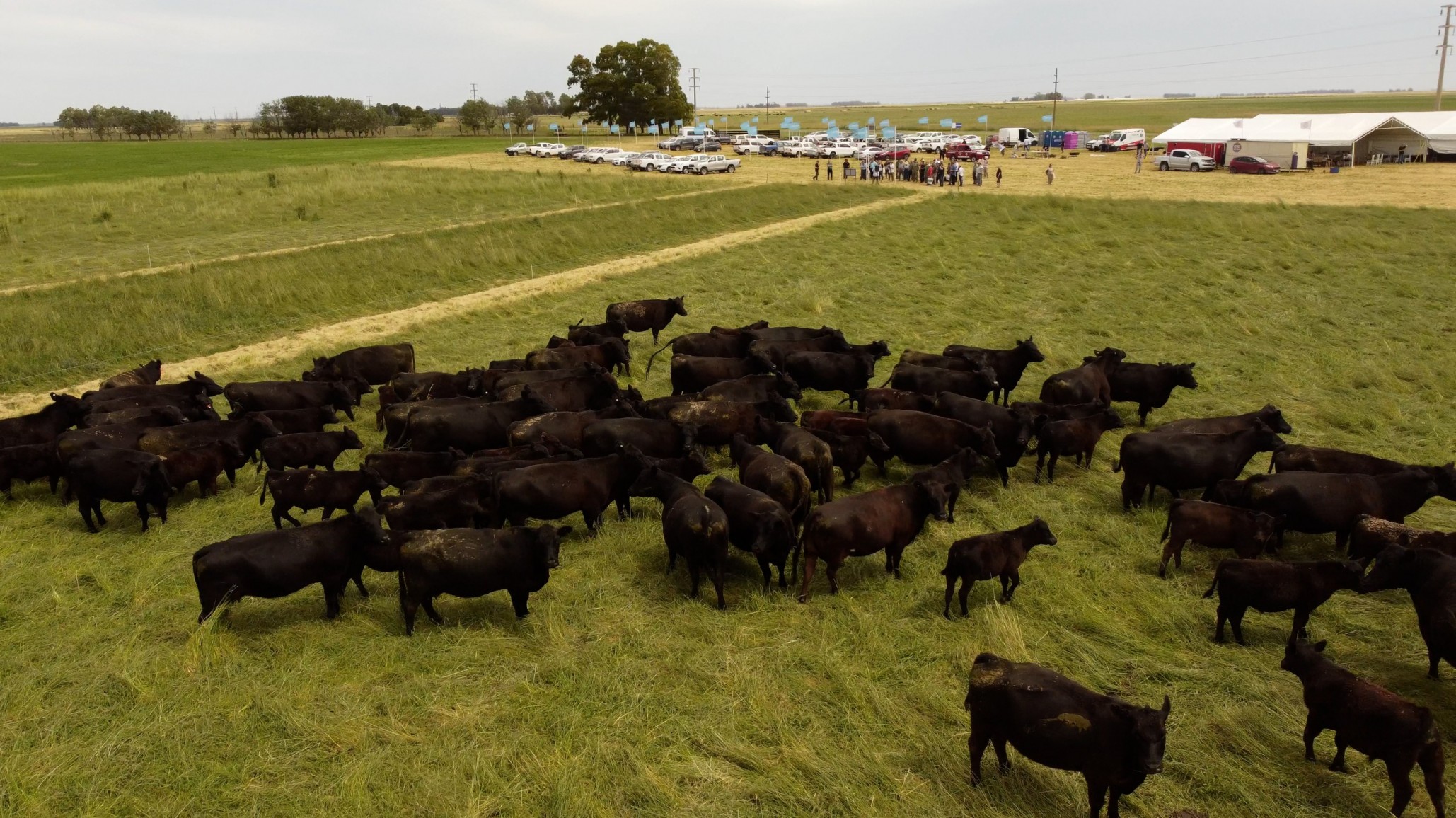 "Sin ganancias diarias sostenidas, ningún sistema mixto puede ser rentable"