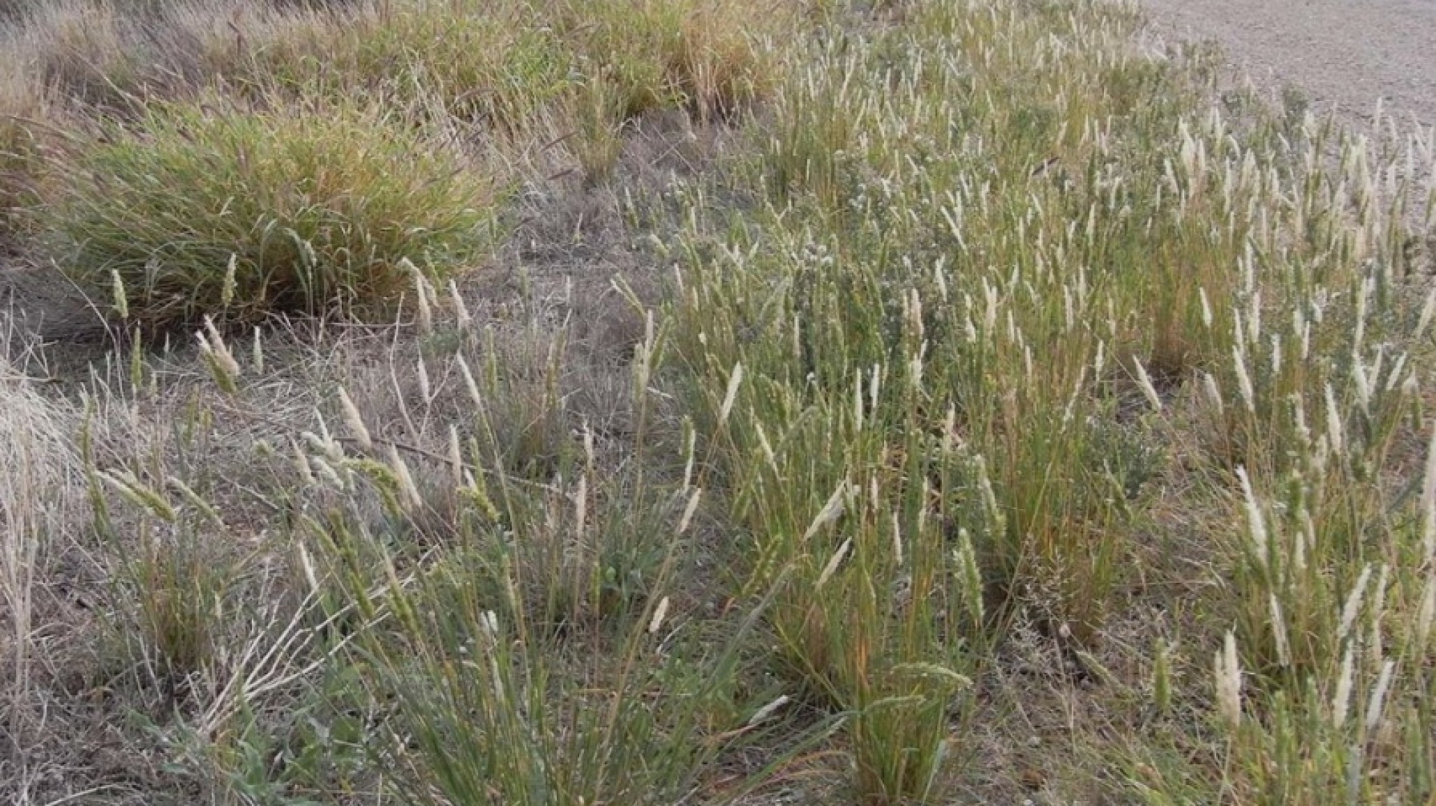 Buffel grass: recomedado para el suelo puntano