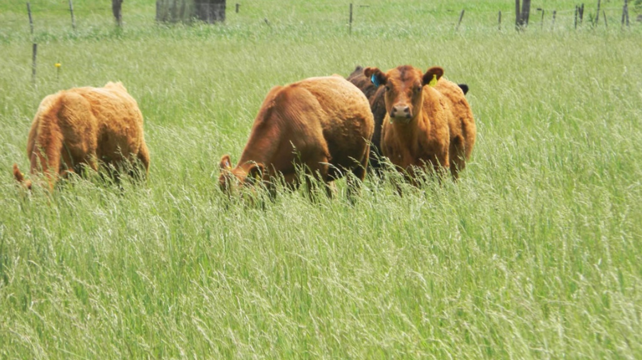 Cuidar las pasturas para una buena nutrición