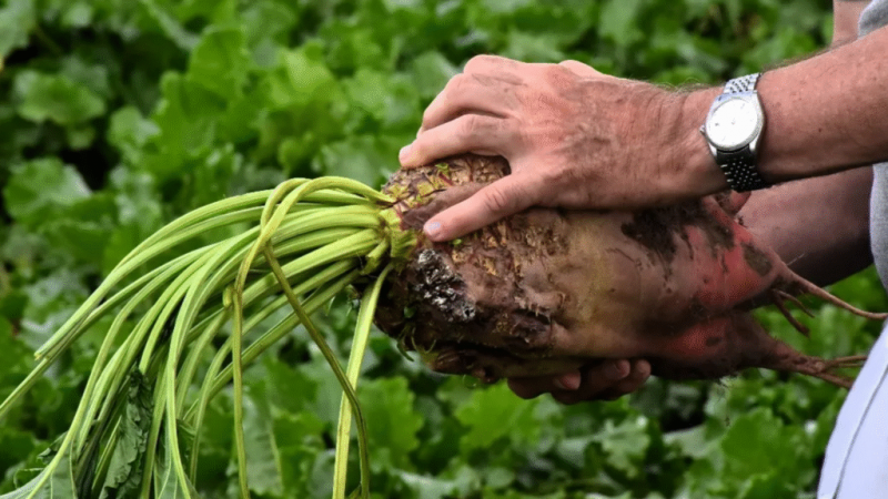 Remolacha forrajera: aliada de la ganadería del sur