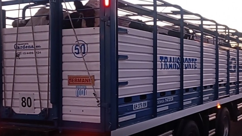 Se actualizan los sistemas de control de brucelosis bovina