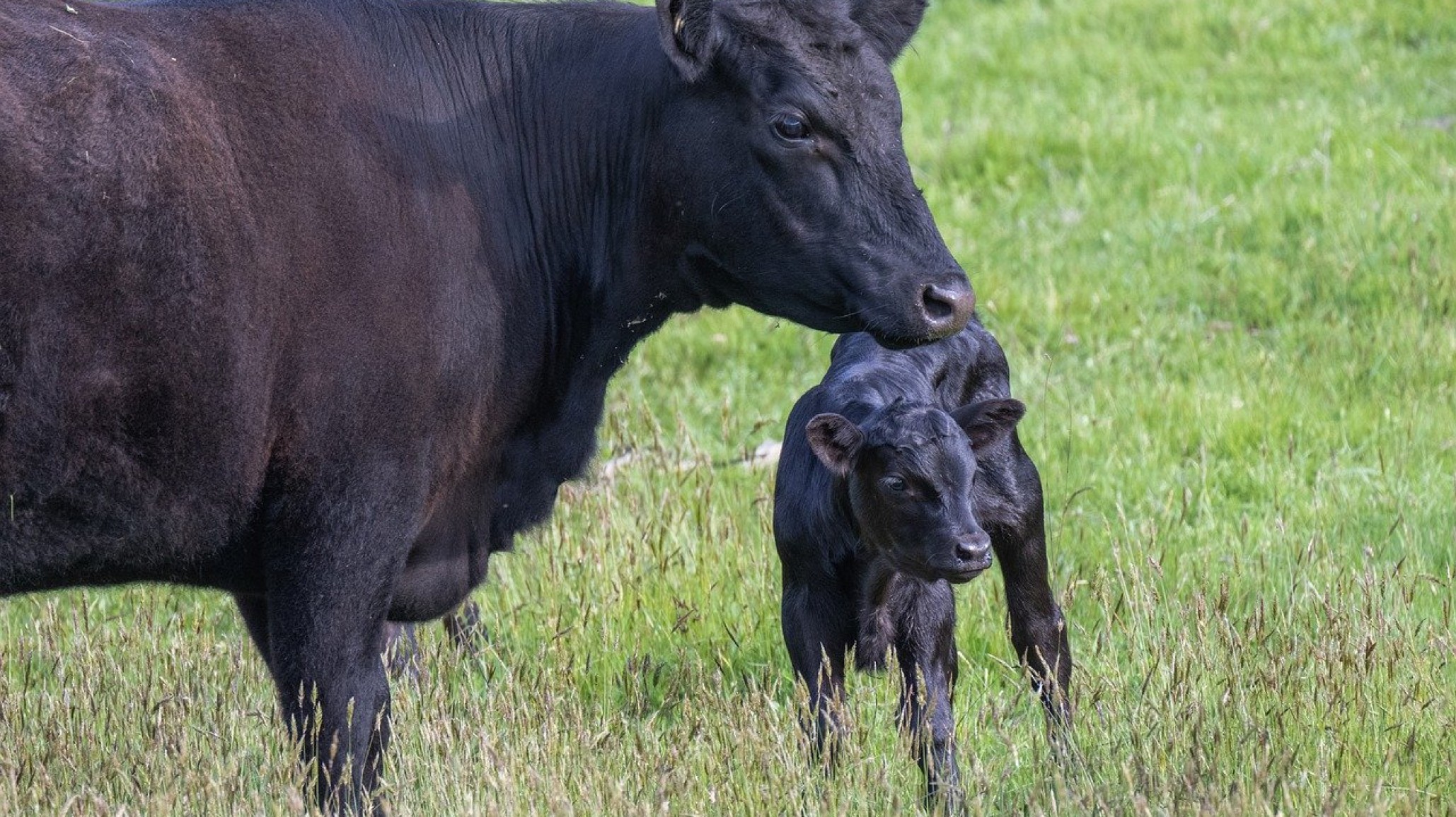 One health: la importancia de los probióticos
